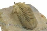 Morocconites Trilobite Fossil - Multi-Toned Shell Coloration #348375-5